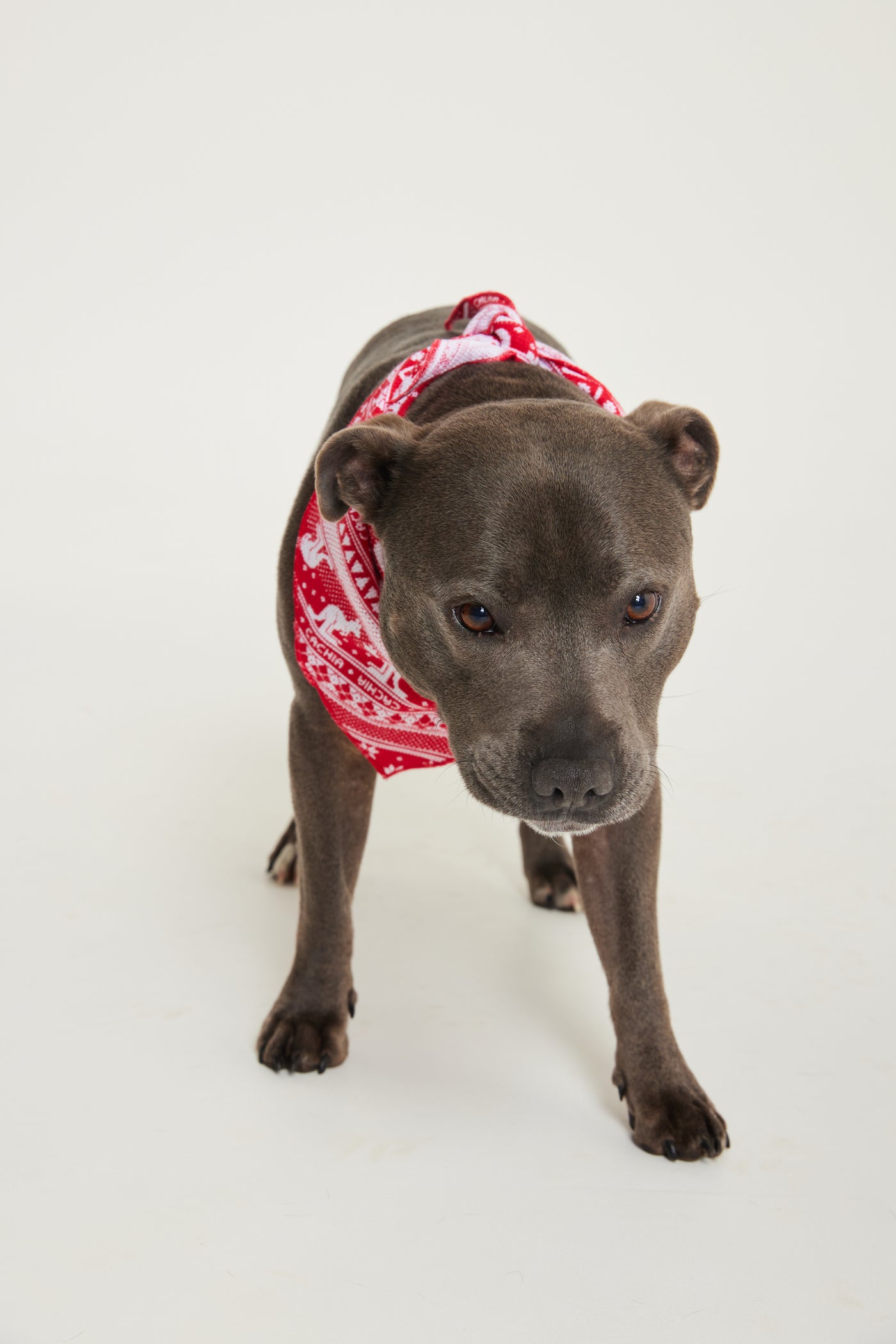 Aussie Fair Isle Pet Bandana