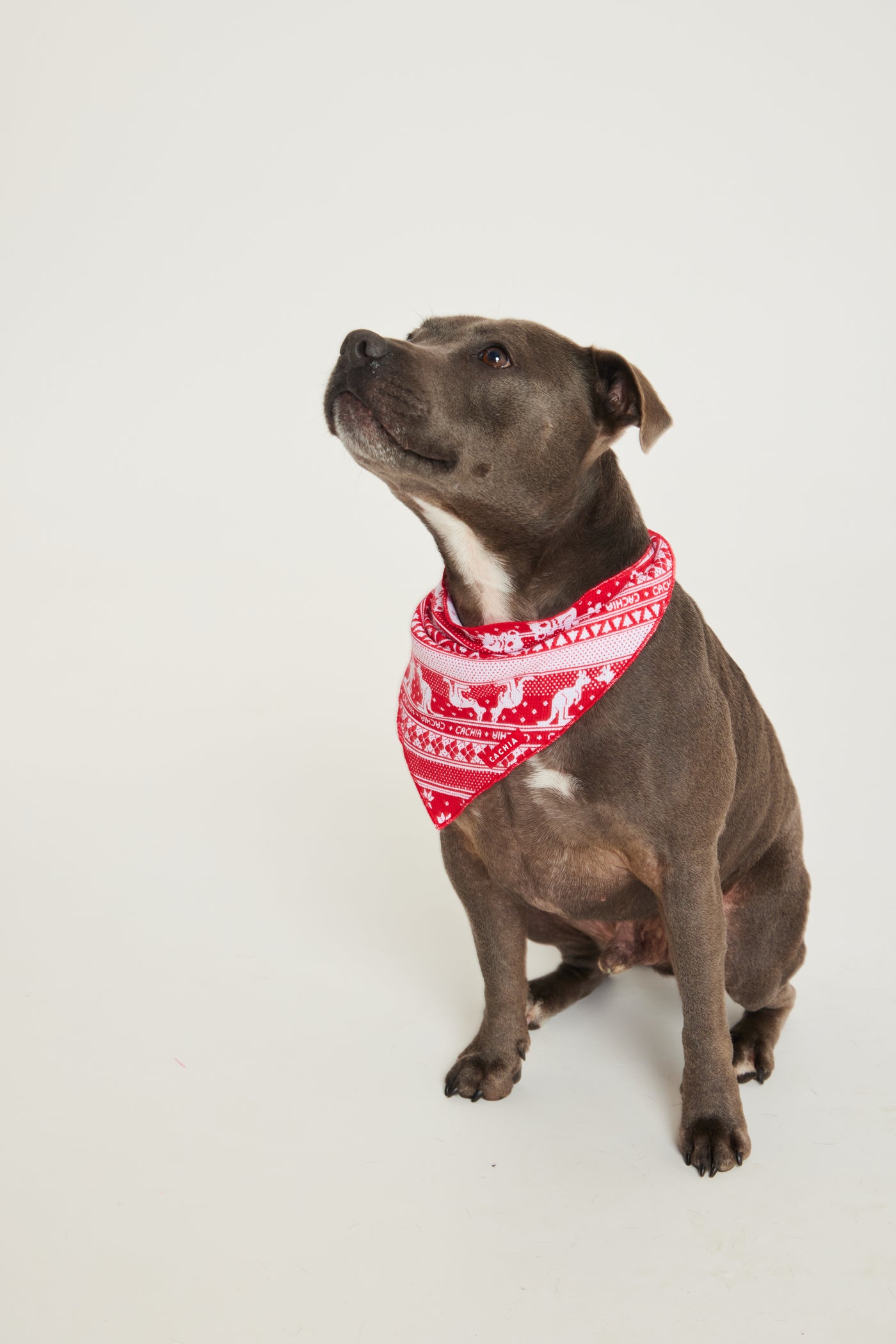 Aussie Fair Isle Pet Bandana