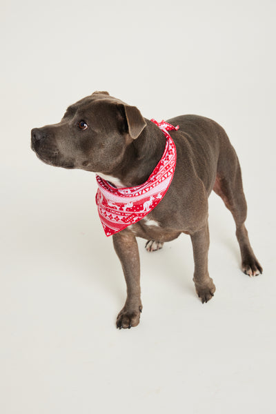 Aussie Fair Isle Pet Bandana