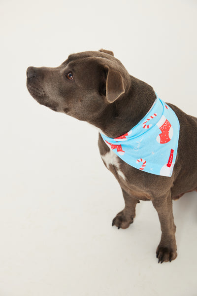 Jolly Blue Pet Bandana