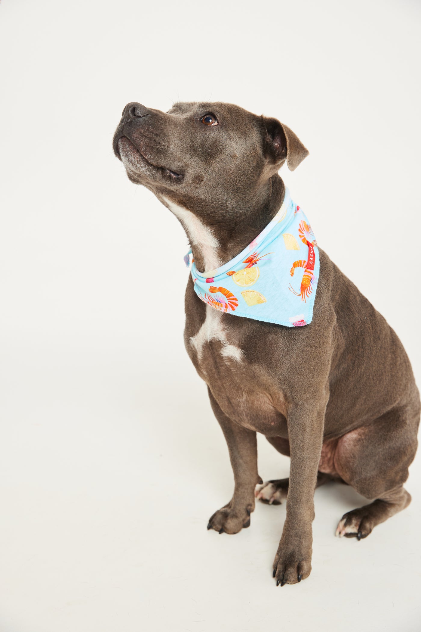 Shrimp on the Barbie Mint Pet Bandana