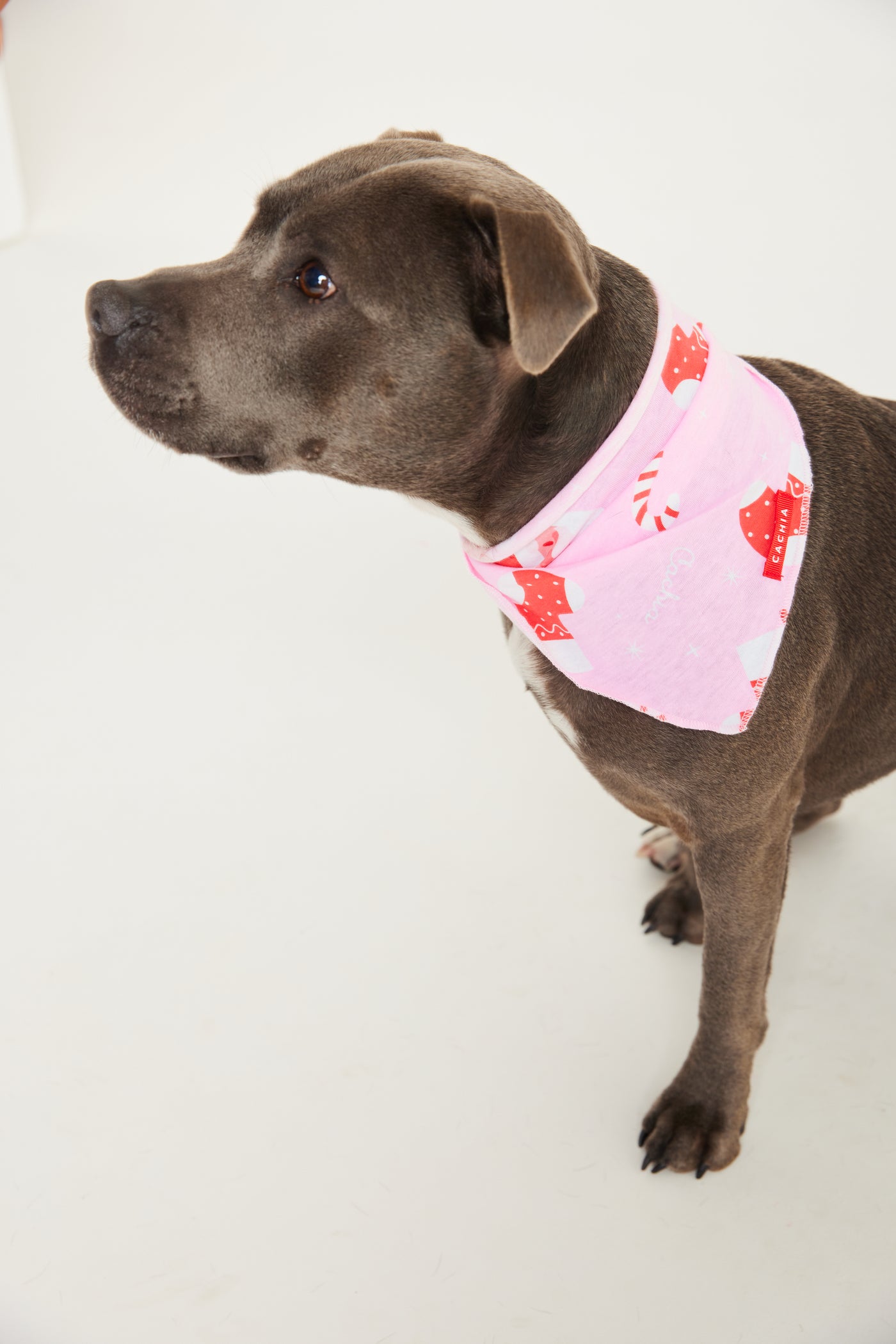 Jolly Pink Pet Bandana